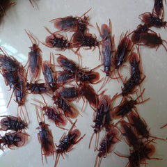 Cockroach Gag Toys